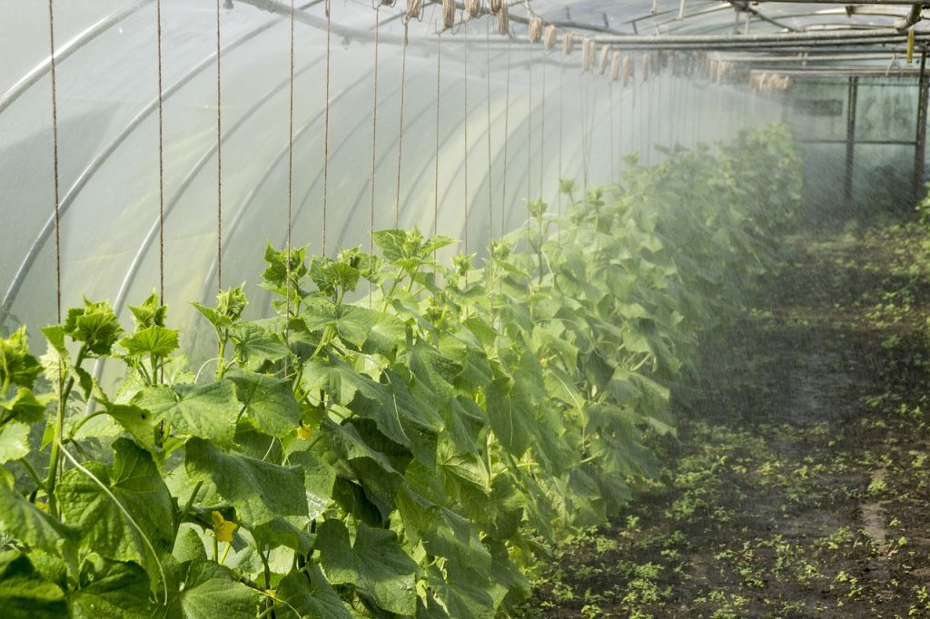 Growing Baby Cucumbers for Export
