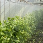 GROWING BABY CUCUMBERS FOR EXPORT